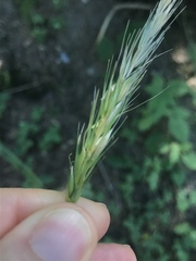 Hordelymus europaeus