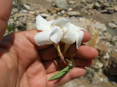Mandevilla hypoleuca