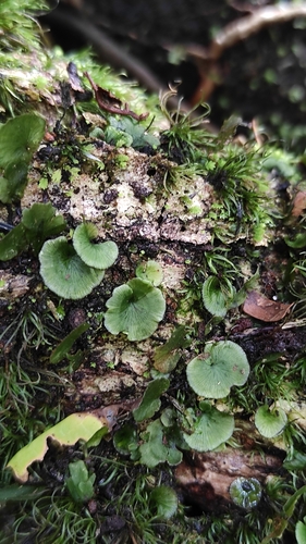 dotted bristle fern (Trichomanes punctatum)