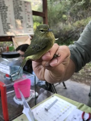 Leiothlypis celata lutescens