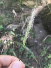 Hordelymus europaeus