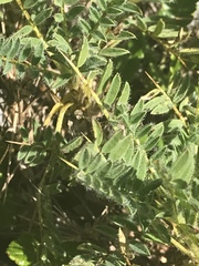 Astragalus sempervirens