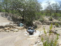 Mandevilla hypoleuca