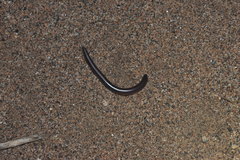 Rena humilis humilis