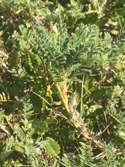 Astragalus sempervirens