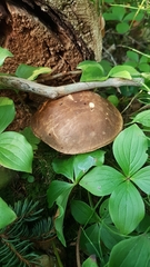 Leccinum alaskanum