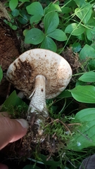 Leccinum alaskanum