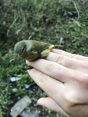 Leiothlypis celata orestera