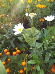 Leucanthemum