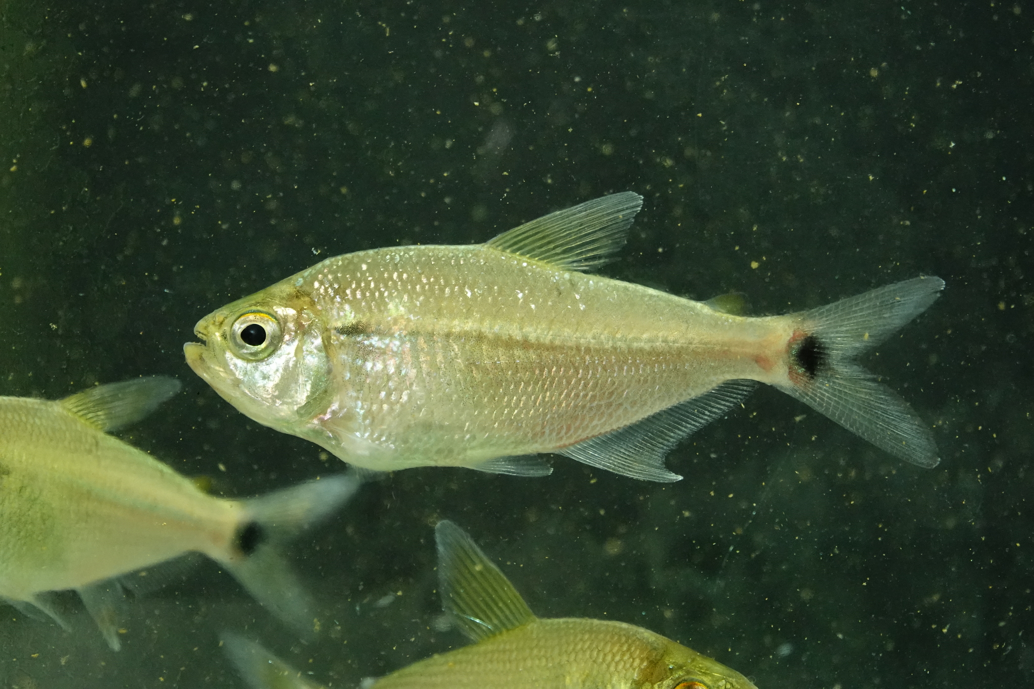 Creole Jupiaba photo 2