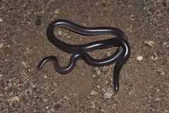 Rena humilis humilis