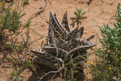 Gonialoe variegata