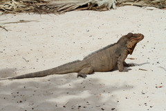 Cyclura cornuta cornuta