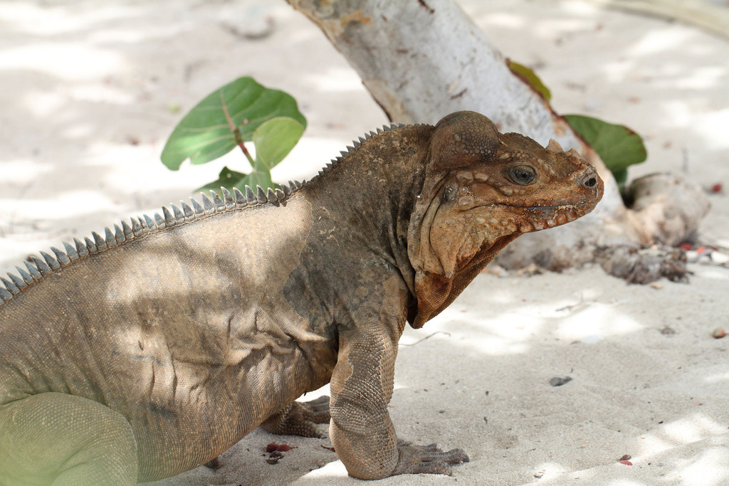 Hispaniolan Rhinoceros Iguana