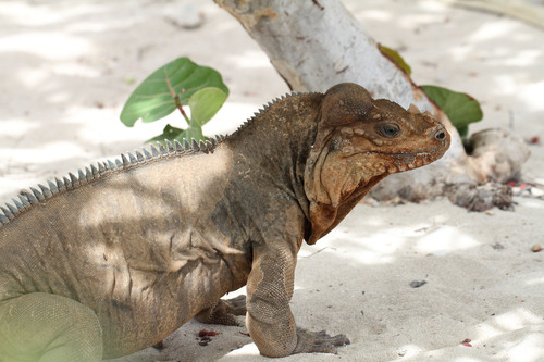 Hispaniolan Rhinoceros Iguana