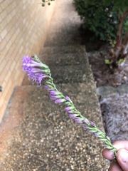 Liatris secunda