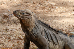 Cyclura cornuta cornuta