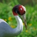 Antigone Cranes - Photo (c) Luc Viatour, some rights reserved (CC BY-SA)