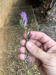 Liatris secunda