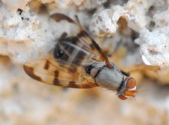 Herina tristis