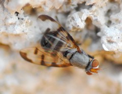 Herina tristis