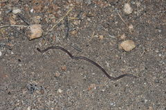 Rena humilis humilis