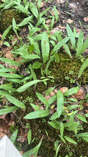 yellow trout lily