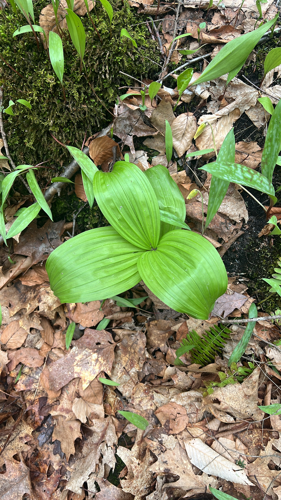 green false hellebore
