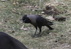 Corvus splendens