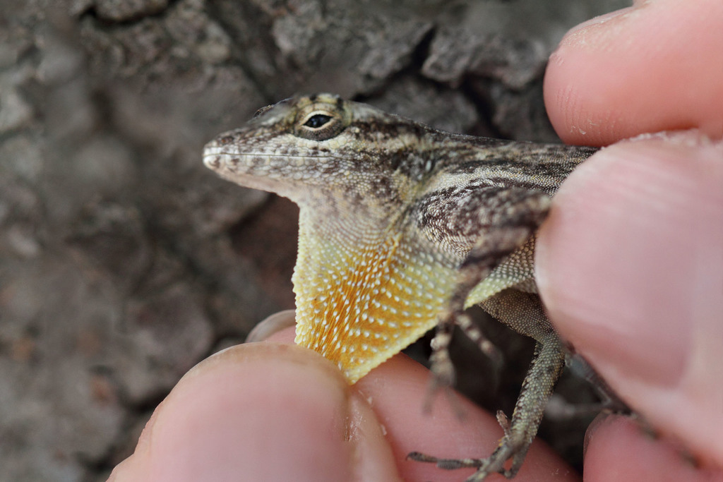 Desert Gracile Anole