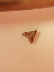 Mecyna asinalis