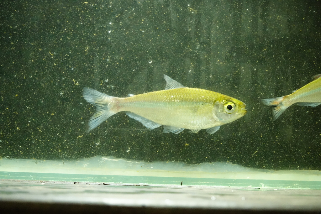 Glanstetra (Bryconops affinis) — Iguanodectidae