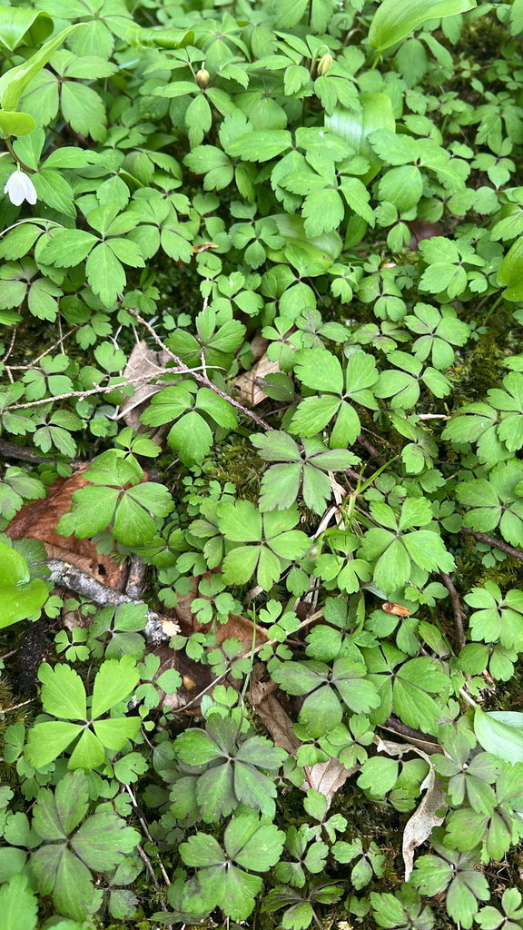 wood anemone