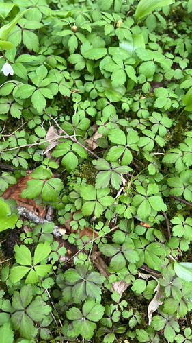 wood anemone
