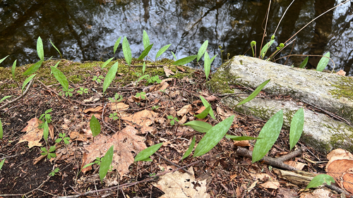 yellow trout lily