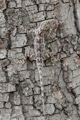 Anolis brevirostris