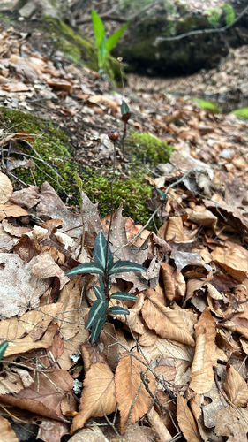 striped wintergreen