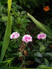 Dianthus