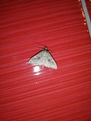 Mecyna asinalis