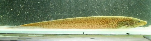 Artedi's bluntnose knifefish (Hypopomus artedi) — Hypopomidae