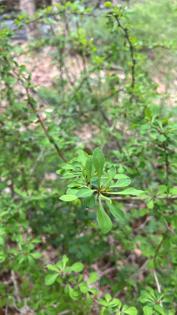 Japanese barberry