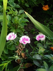 Dianthus