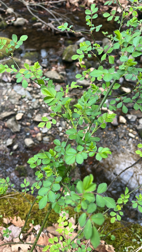 multiflora rose