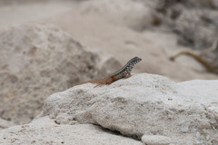 Leiocephalus barahonensis