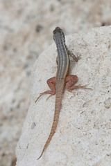 Leiocephalus barahonensis