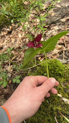 red trillium