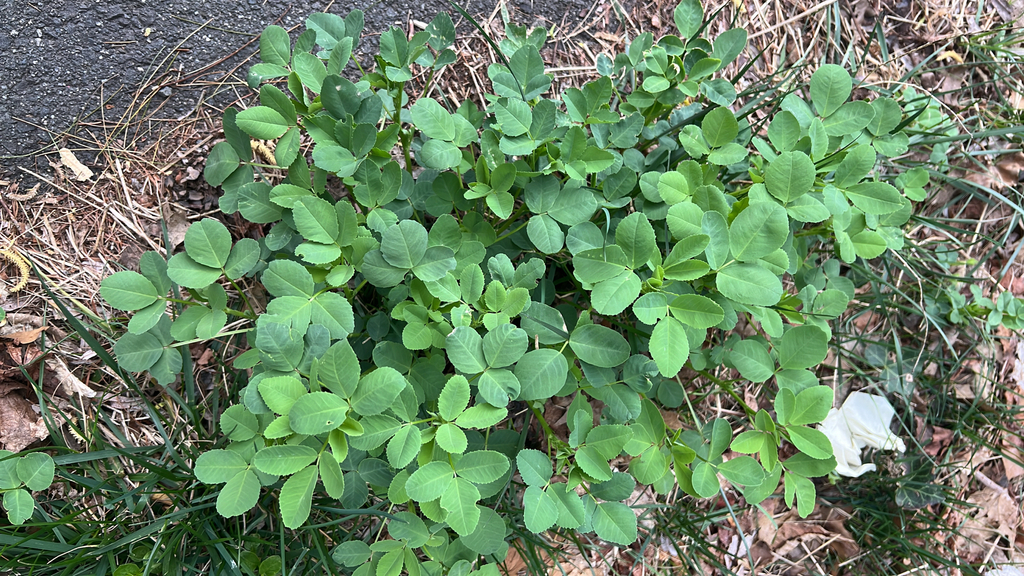 Trifolieae