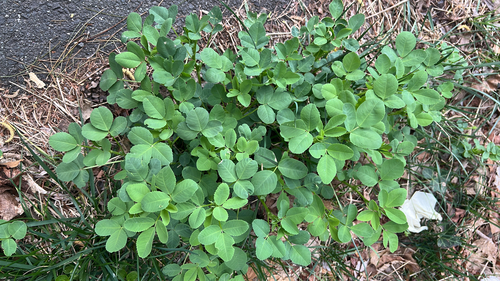 Trifolieae