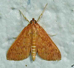 Framinghamia helvalis