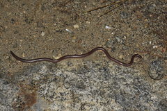 Rena humilis humilis